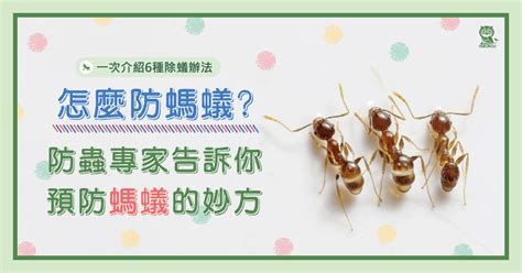 廚房 螞蟻|怎麼防螞蟻？螞蟻大軍怕什麼？居家螞蟻防治專家告訴。